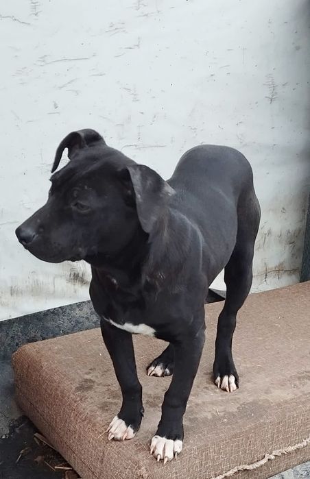 американский питбультерьер 2,5 года