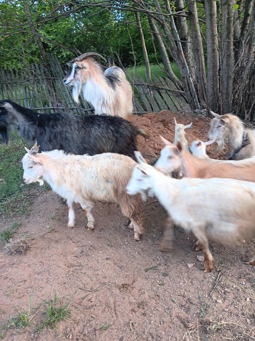 Capre  de lapte  tapi de monta  iezi  de vânzare preturi fff bune