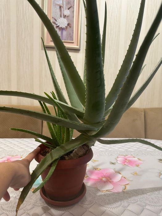 Алоэ лечебное продам.3-4года .