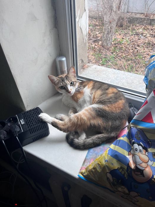 Отдадим кошку в добрые руки