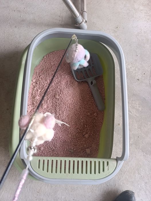 Mushuk sotiladi turk angoʻra