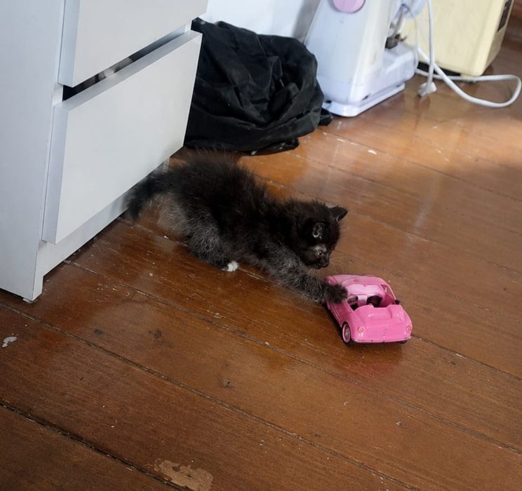 Отдадим котят в хорошие руки!!!