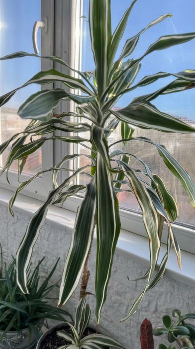 Драцена деремская