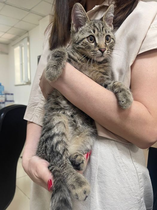 Котенок  в добрые руки