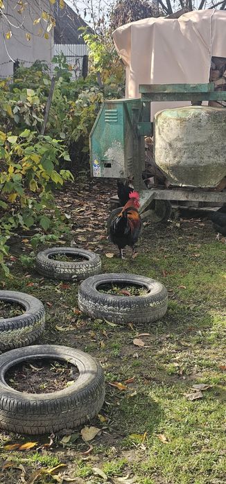 Cocoș Marans negru arămiu