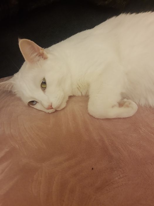 Подарявам котка .