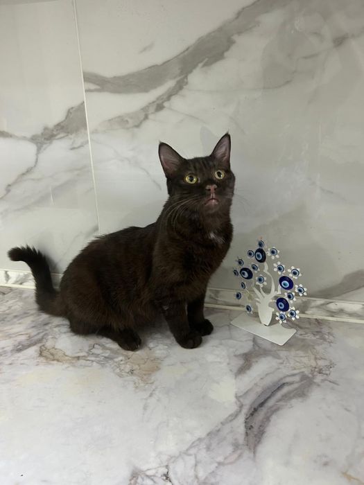 Кошечки в добрые руки!