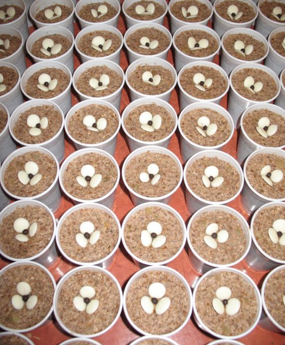 Prepar coliva pomeniri. Coliva pomana. Coliva la pahar. Coliva