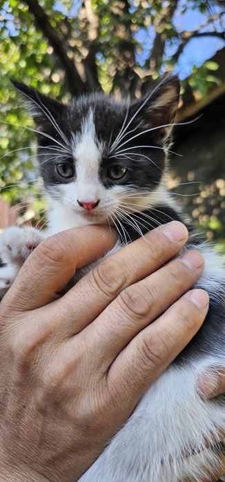 Бесплатно,  котята