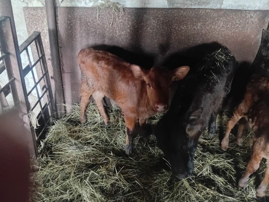 Продам телочек 1 и 2 месяца