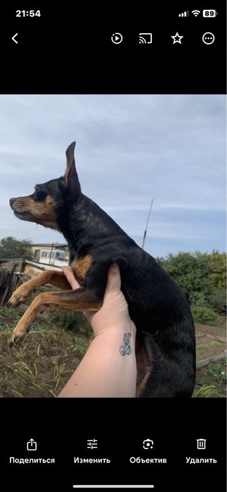 Той терьер ищет невесту