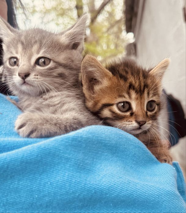 Котята скоитишь страит