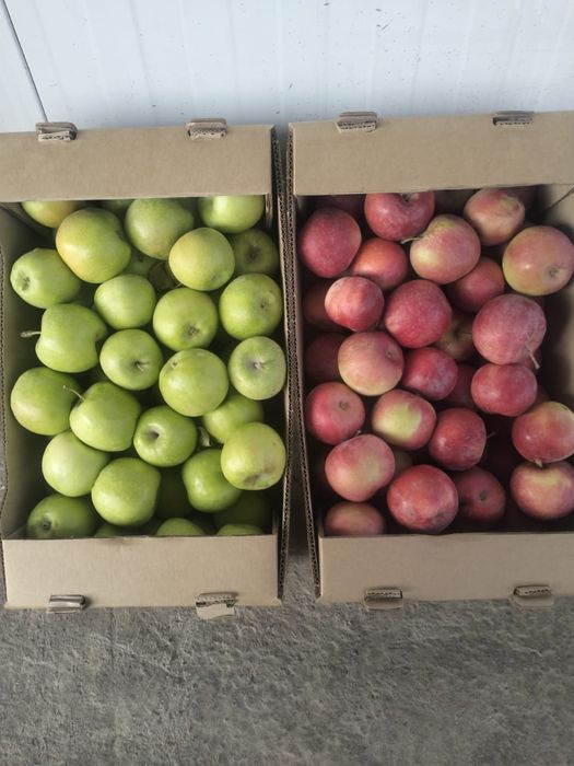 Яблоко свежее 1 сорт, урожай 2025г