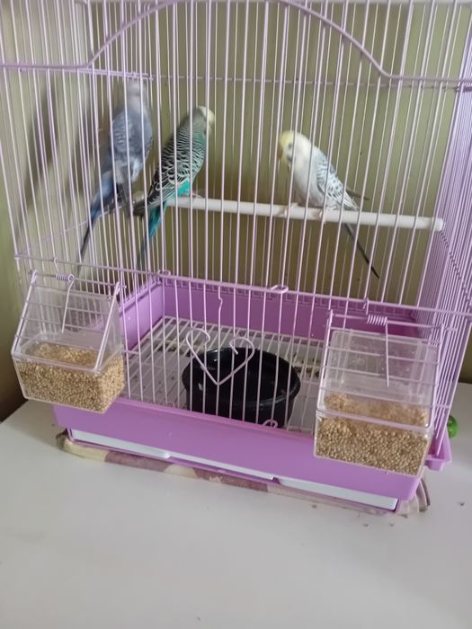 vând peruși 3 buc.