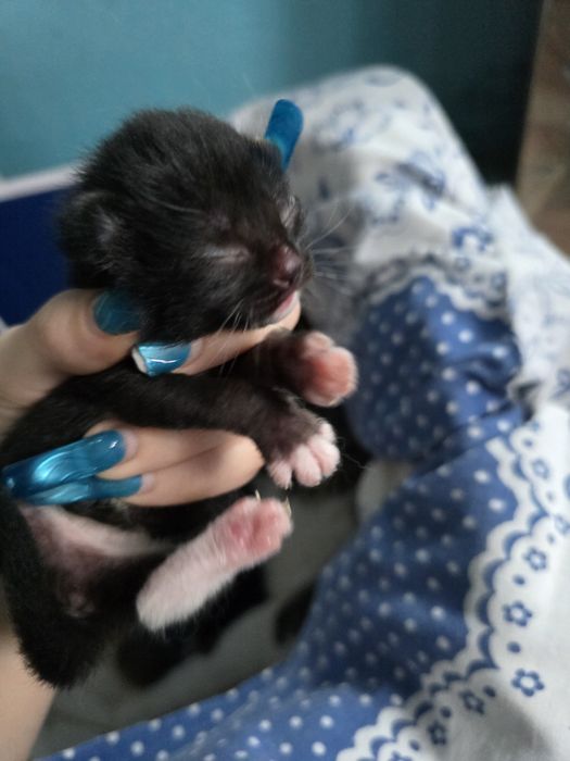 Бронь на двух котят