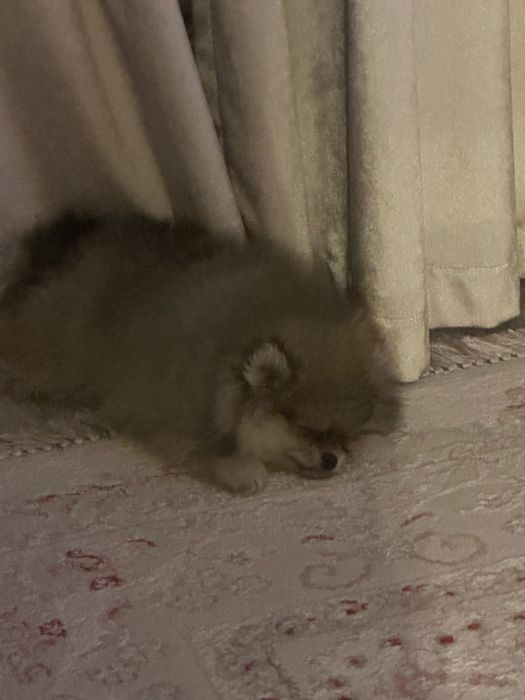 Щпиц мальчик 2 месяца