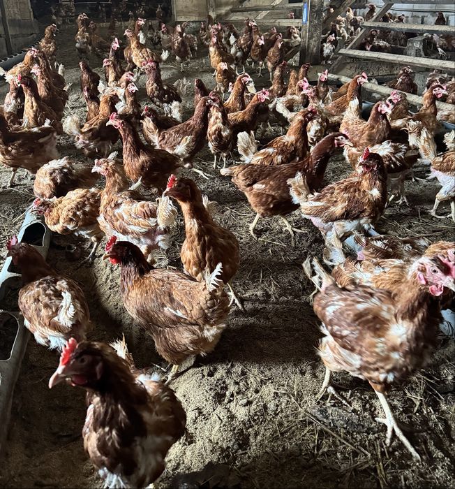 Продам курей несушек