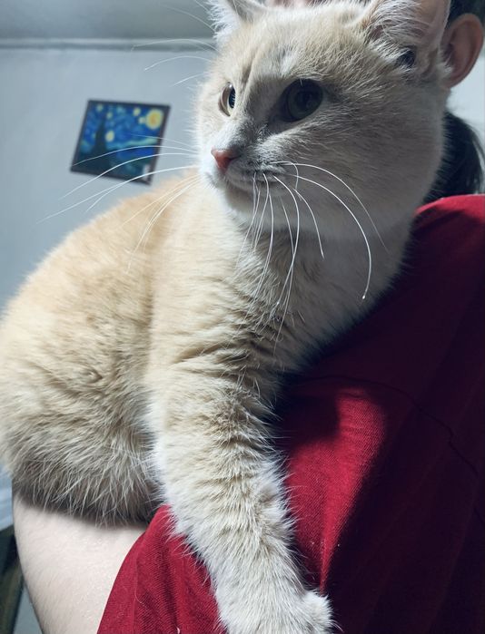 Кот британец , в добрые руки 10 месяцев