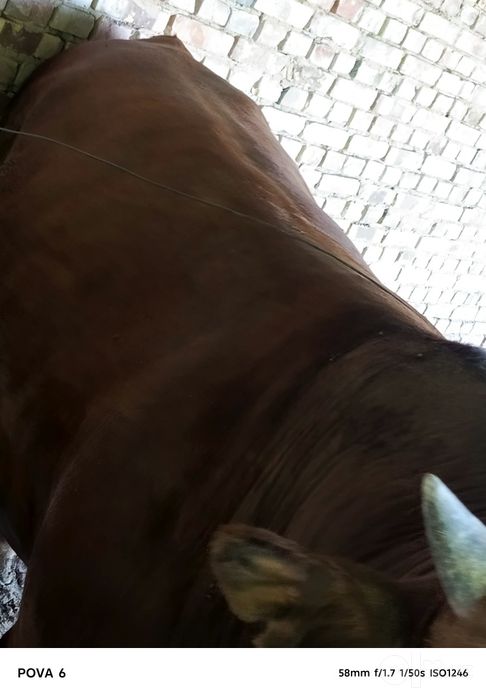 Limuzin buqa sotiladi 1 yosharu 7 oylik , boʻyi  142 ,  vesi 780 kg