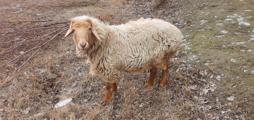 Ikkita qòchqor sotiladi boqilgan