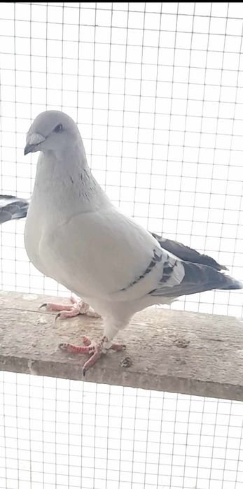 Lot 26 de bucatii albaștrii azur