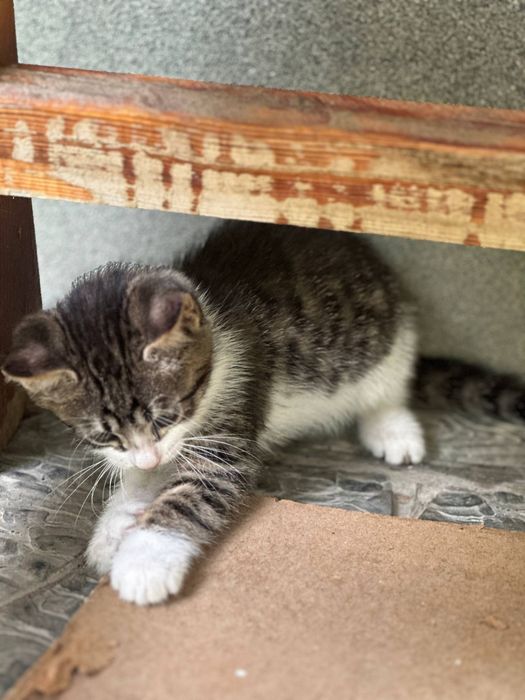 Котёнки 1,5 месячные, мальчики