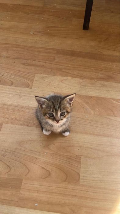 Отдам бесплатно котят