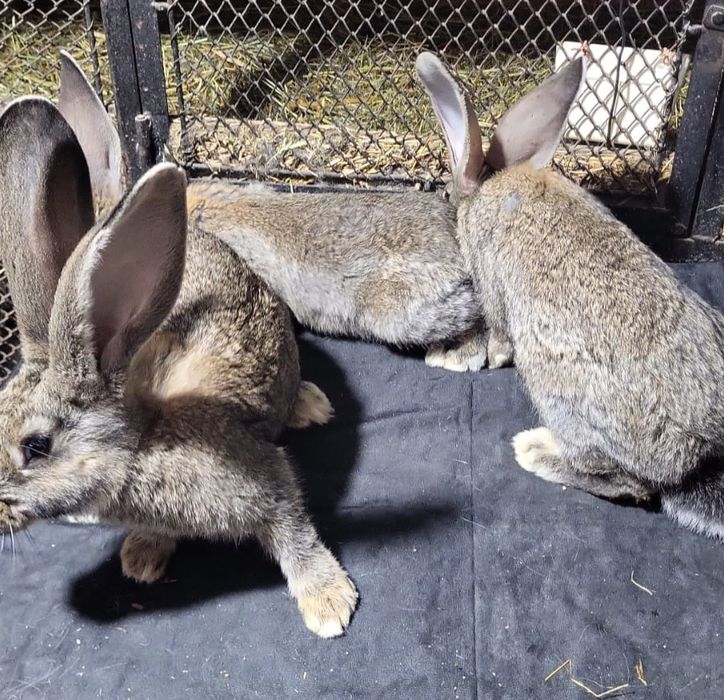 Iepuri uriasi german