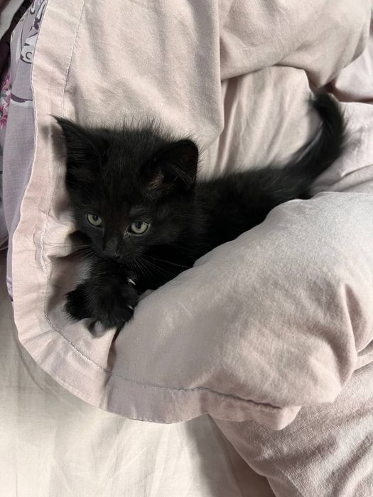 Отдам котёнка в хорошие руки
