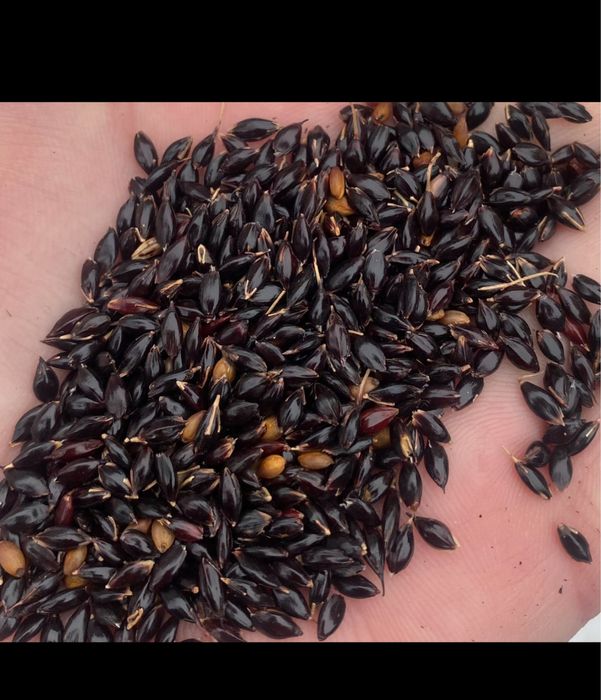 Суданка,суданская трава семена