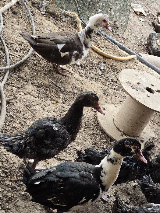 Индоуткалар сотилади езда очилган хурозлари онаси билан бир хил бб кол