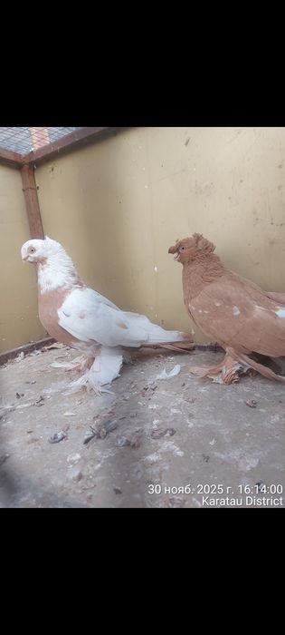 Голуби пара тттт