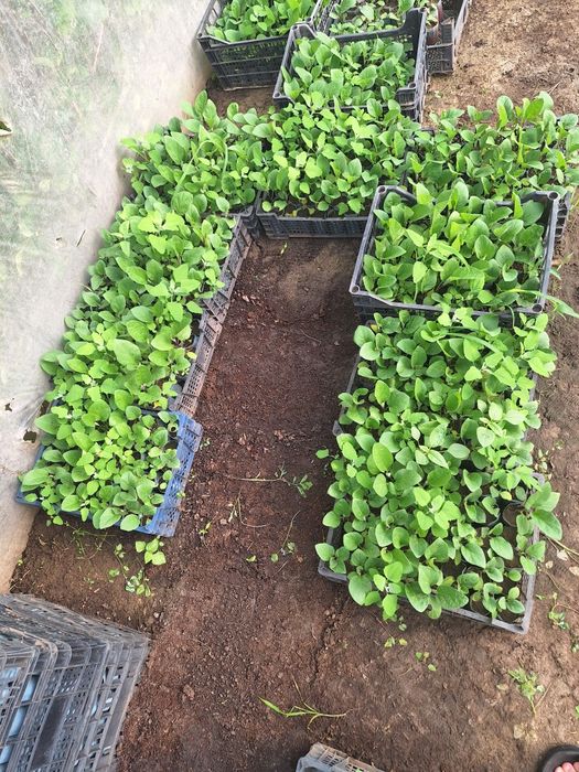 Vând răsad pentru plantat