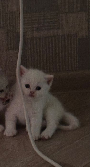 Котенок мальчик