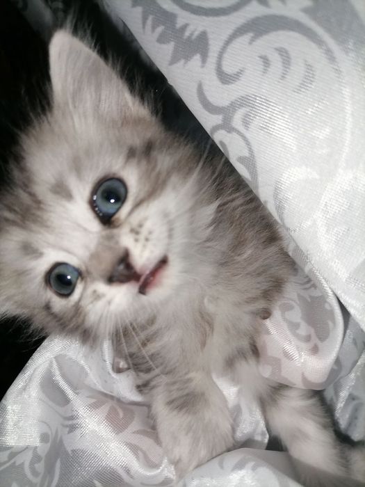 Шиншилла 1 ярим ойлик мушукчалар. Аклли. Смес ичадилар. Лотокка чикади