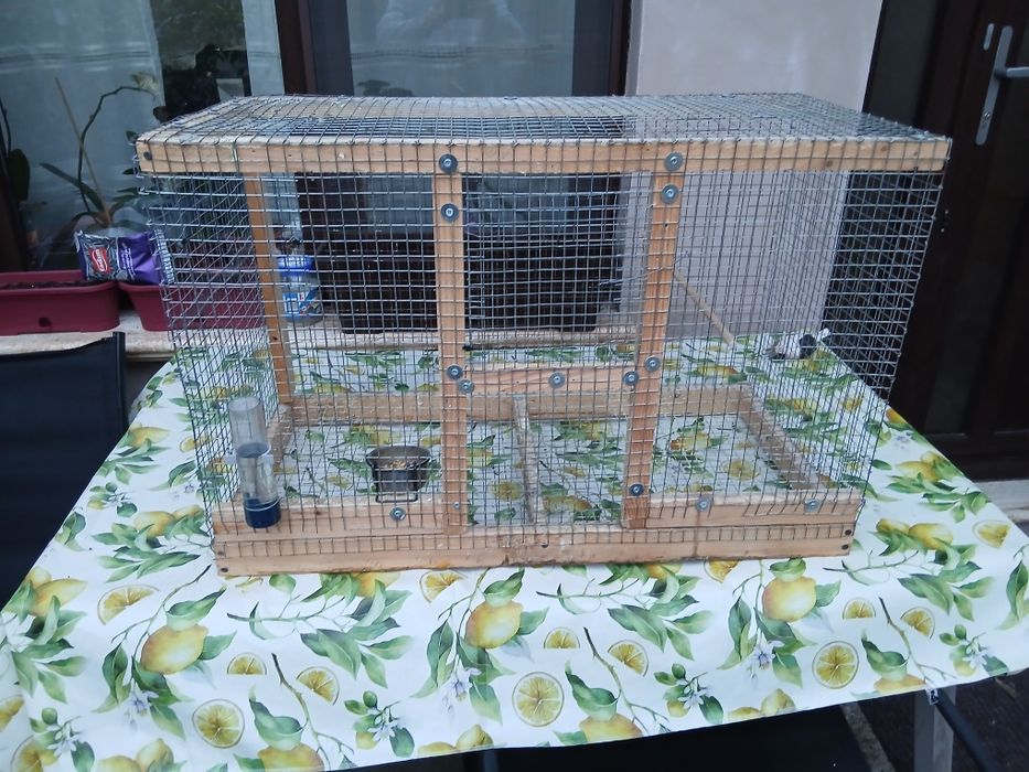 Pereche agapornis fisher