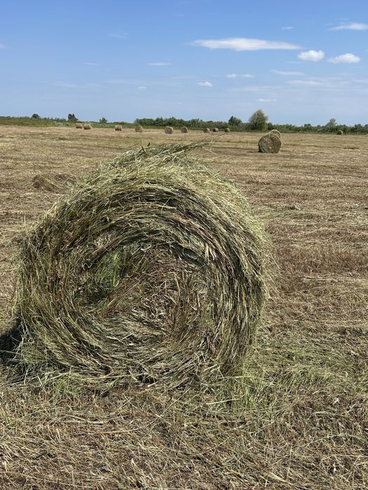 Продам Сено в рулонах