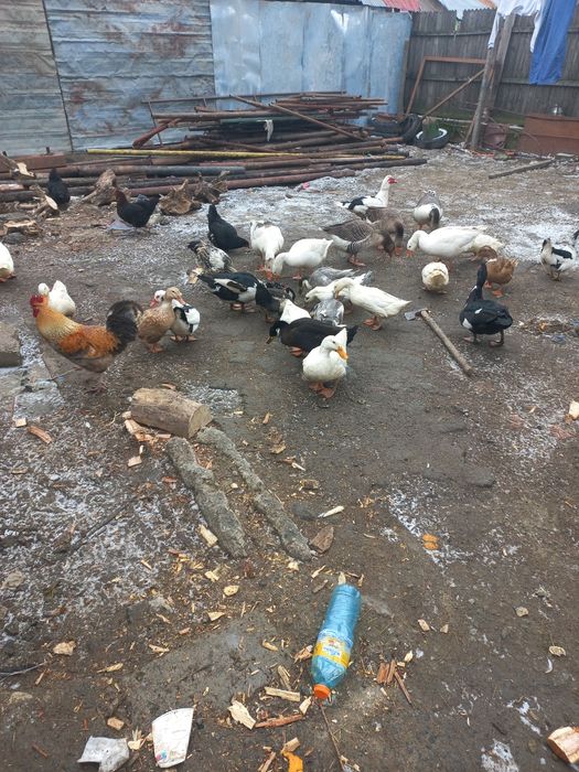 Vând rate gaste ratoi