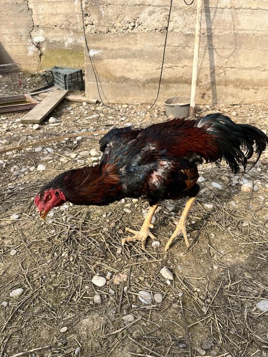 Дакан қораз дакан