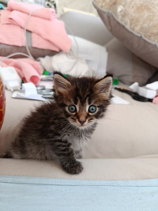 Ласковые котятки