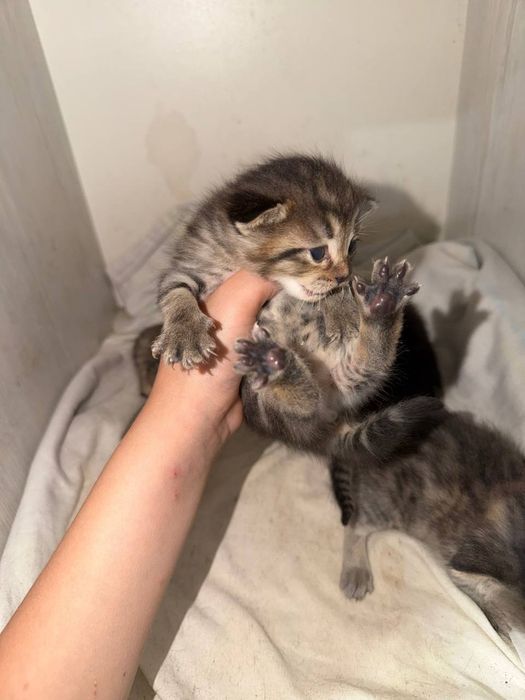 Отдам бесплатно красивых котят