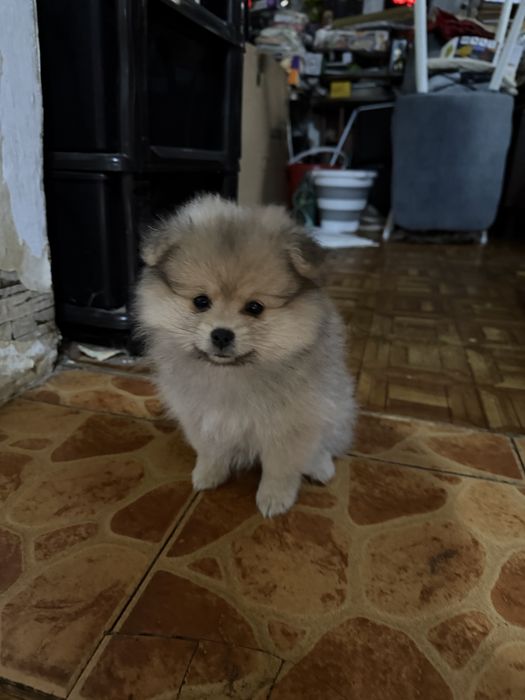 Продам щенков Шпица