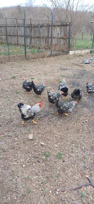 Oua incubat Wyandotte argintiu