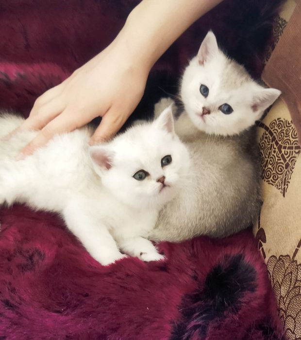 Шотландские котята