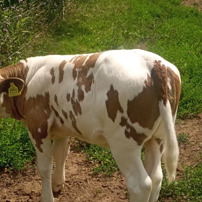 Vițea din vacă bună, vacă și vitea