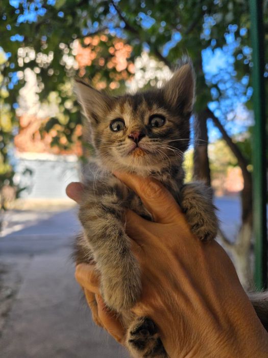 Котята девочки около месяца