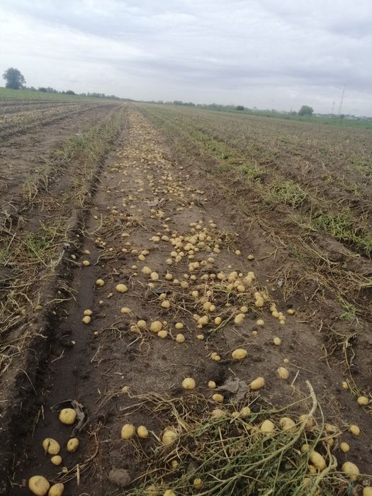 Продам картофель едавой