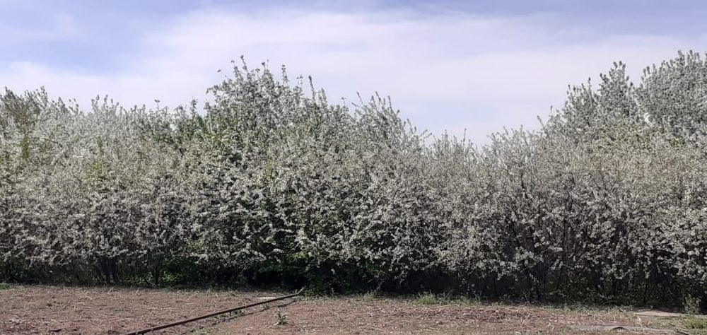 Продаем Дачу на Союзе