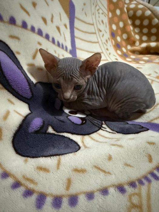 Котята Сфинкса 3 девочки 1 мальчик