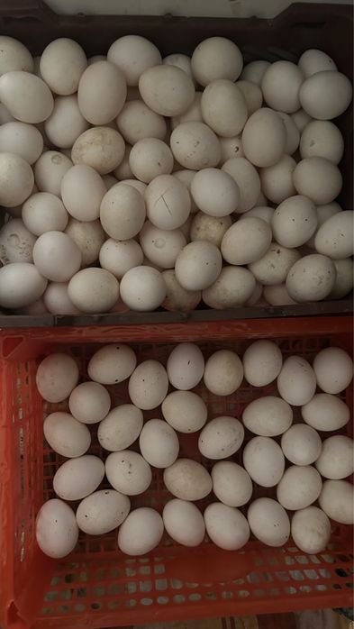 Куры молодые белые и красные